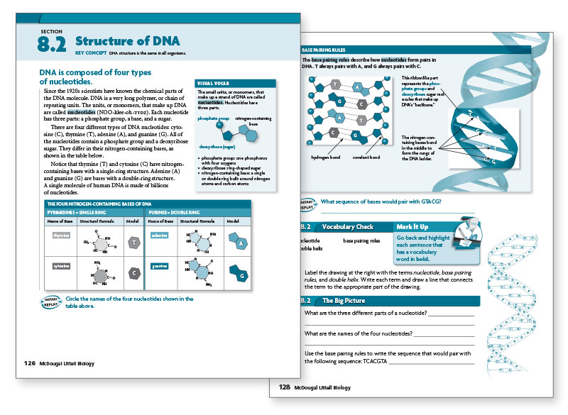 Structure of DNA